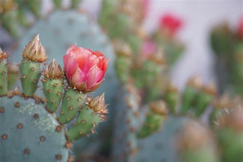 仙人掌 開花|觀賞用仙人掌要如何開花